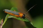 Vorschaubild Coleoptera, Cerambycidae, Oberea pupillata_2020_07_09--11-43-43.jpg 