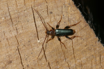 Vorschaubild Coleoptera, Cerambycidae, Phymatodes testaceus_2005_05_26--16-46-08.jpg 