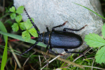 Vorschaubild Coleoptera, Cerambycidae, Prionus coriarius_2023_08_03--17-12-43.jpg 