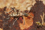 Vorschaubild Coleoptera, Cerambycidae, Rhagium inquisitor, mit Milben_2020_02_23--15-37-07.jpg 