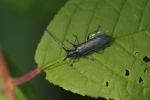 Vorschaubild Coleoptera, Cerambycidae, Stenostola dubia_2019_05_17--09-41-09.jpg 