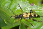 Vorschaubild Coleoptera, Cerambycidae, Strangalia maculata_2005_08_26--09-22-34.jpg 