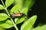 Vorschaubild Coleoptera, Cerambycidae, Strangalia melanura_2009_06_27--15-28-51.jpg 