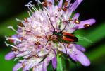 Vorschaubild Coleoptera, Cerambycidae, Strangalia melanura_2010_07_16--15-09-41.jpg 