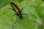 Vorschaubild Coleoptera, Cerambycidae,_2008_06_14--11-22-29.jpg 