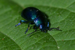 Vorschaubild Coleoptera, Chryomelidae, Chrysomela coerulans_2005_05_27--17-35-04.jpg 