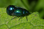 Vorschaubild Coleoptera, Chryomelidae, Chrysomela coerulans_2006_06_09--17-15-00.jpg 
