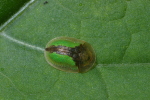 Vorschaubild Coleoptera, Chrysomelidae, Cassida vibex_2006_05_29--10-46-02.jpg 
