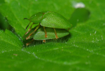 Vorschaubild Coleoptera, Chrysomelidae, Cassida viridis, Paarung_2010_05_08--13-06-32.jpg 