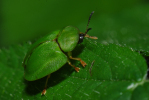 Vorschaubild Coleoptera, Chrysomelidae, Cassida viridis_2010_06_04--13-15-41.jpg 