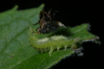 Vorschaubild Coleoptera, Chrysomelidae, Cassida, Larve_2006_07_12--09-03-06.jpg 
