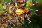 Vorschaubild Coleoptera, Chrysomelidae, Chrysolina fastuosa, Goldglaenzender Blattkaefer, Larve_2020_08_22--10-05-24.jpg 