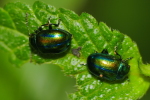 Vorschaubild Coleoptera, Chrysomelidae, Chrysolina fastuosa, Goldglaenzender Blattkaefer_2020_06_22--10-01-27.jpg 