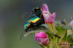 Vorschaubild Coleoptera, Chrysomelidae, Chrysolina fastuosa_2016_09_01--06-44-45.jpg 