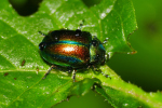 Vorschaubild Coleoptera, Chrysomelidae, Chrysolina fastuosa_2019_09_06--10-11-16.jpg 
