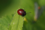 Vorschaubild Coleoptera, Chrysomelidae, Chrysolina polita_2019_05_17--09-54-46.jpg 