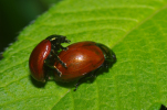Vorschaubild Coleoptera, Chrysomelidae, Chrysomela populi, Paarung_2011_06_13--14-52-20.jpg 
