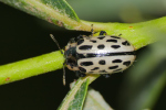 Vorschaubild Coleoptera, Chrysomelidae, Chrysomela vigintipunctata_2020_05_24--15-02-45.jpg 