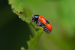 Vorschaubild Coleoptera, Chrysomelidae, Cryptocephalus primarius_2019_07_12--12-25-37.jpg 