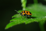 Vorschaubild Coleoptera, Chrysomelidae, Cryptocephalus sexpunctatus_2010_05_25--08-54-52.jpg 