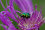 Vorschaubild Coleoptera, Chrysomelidae, Cryptocephalus_2013_06_28--11-12-59.jpg 