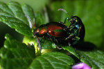 Vorschaubild Coleoptera, Chrysomelidae, Dlochryses fastuosa, Paarung_2006_08_08--17-00-21.jpg 