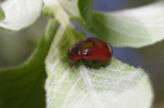 Vorschaubild Coleoptera, Chrysomelidae, Gonioctena viminalis_2012_05_11--09-49-47.jpg 