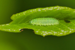 Vorschaubild Coleoptera, Chrysomelidae, Larve_2019_05_01--15-27-18.jpg 