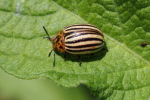 Vorschaubild Coleoptera, Chrysomelidae, Leptinotarsa decemlineata,, Kartoffelkaefer_2016_07_03--15-26-19.jpg 