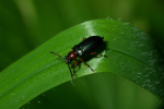 Vorschaubild Coleoptera, Chrysomelidae, Oulema melanopus, Getreidehaehnchen_2005_10_11--17-09-30.jpg 