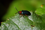 Vorschaubild Coleoptera, Chrysomelidae, Oulema melanopus, Getreidehaehnchen_2006_08_08--17-02-28.jpg 