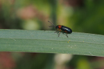 Vorschaubild Coleoptera, Chrysomelidae, Oulema melanopus, Getreidehaehnchen_2019_04_24--11-21-35.jpg 