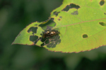 Vorschaubild Coleoptera, Chrysomelidae, Phratora vitellinae, Kleiner Weidenblattkaefer_2018_09_04--12-04-47.jpg 