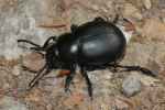 Vorschaubild Coleoptera, Chrysomelidae, Timarcha tenebricosa_2020_04_08--10-48-38.jpg 