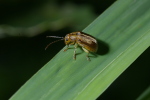 Vorschaubild Coleoptera, Chrysomelidae,_2006_09_01--14-11-48.jpg 