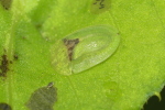 Vorschaubild Coleoptera, Chrysomelidae. Cassida denticollis_2020_08_23--11-19-10.jpg 