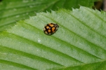 Vorschaubild Coleoptera, Coccinellidae, Adalia decempunctata_2014_04_26--13-38-31.jpg 