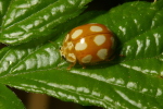 Vorschaubild Coleoptera, Coccinellidae, Calvia decemguttata_2007_05_14--08-19-49.jpg 
