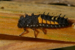 Vorschaubild Coleoptera, Coccinellidae, Harmonia axyridis, Larve_2007_09_10--08-08-12.jpg 