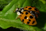 Vorschaubild Coleoptera, Coccinellidae, Harmonia axyridis_2007_06_18--12-07-01.jpg 