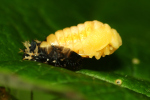 Vorschaubild Coleoptera, Coccinellidae, Marienkaefer, Verpuppung_2022_06_15--08-48-53.jpg 