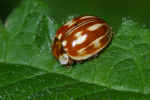 Vorschaubild Coleoptera, Coccinellidae, Myzia oblongoguttata_2008_05_23--12-22-09.jpg 