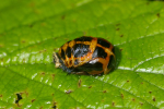 Vorschaubild Coleoptera, Coccinellidae, Puppe_2008_06_09--08-32-17.jpg 