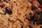 Vorschaubild Coleoptera, Curculionidae, Borkenkaefer_2019_04_13--11-28-26.jpg 