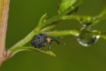 Vorschaubild Coleoptera, Curculionidae, Cionus tuberculosus_2020_06_26--10-31-05.jpg 