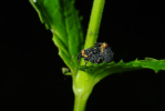 Vorschaubild Coleoptera, Curculionidae, Cionus_2010_06_25--11-52-23.jpg 