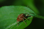 Vorschaubild Coleoptera, Curculionidae, Curculio glandium_2013_05_02--14-07-44.jpg 