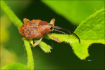 Vorschaubild Coleoptera, Curculionidae, Curculio glandium_2020_05_04--10-57-51.jpg 