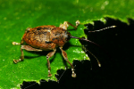 Vorschaubild Coleoptera, Curculionidae, Curculio glandium_2022_08_21--10-24-20.jpg 