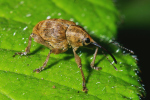 Vorschaubild Coleoptera, Curculionidae, Curculio venosus_2005_06_24--09-25-53.jpg 